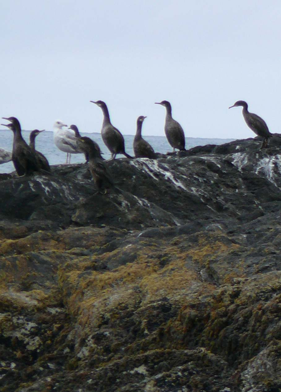 Cormorant birds on rocks